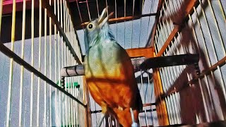 Sabiá Laranjeira Piedade Senhor Melodia Original - Para Ensinar filhotes #PássaroseCantosOficial