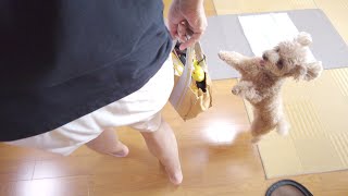 1年半ぶりに大好きなジィジと会えて全力で狂喜乱舞する犬w【トイプードル】