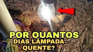 POR QUANTO TEMPO DEIXAR OS PINTINHOS DE CODORNAS NA LÂMPADA?