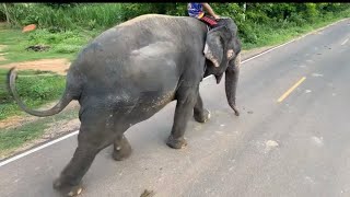 ระทึก❗️เจ้วิ่งออกกำลังกายตอนเย็น एक हाथी,elephant
