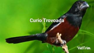 CURIO PRAIA CLASSICO REPETIDOR COM INTERVALOS DE 15 MINUTOS (Trovoada)