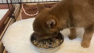 そらまめチャンネル#3「お食事タイム」