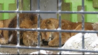 釧路市動物園 ライオン夫婦の時間