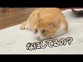 新種「ツチネコ」がついに発見されました。【あつしちゃんねる/切り抜き/猫】