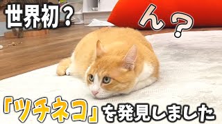 新種「ツチネコ」がついに発見されました。【あつしちゃんねる/切り抜き/猫】