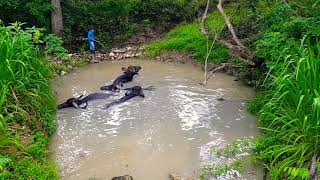 Bufalos bañandose en algún lugar de Guatemala.